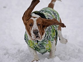 A Bassett Hound named “Ollie”, owned by Nikki Tyminski, frolic in the snow at Terwillegar Dog Park in Edmonton on Tuesday, January 11, 2022. (PHOTO BY LARRY WONG / POSTMEDIA)