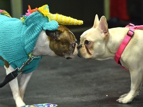 Pet Expo is back Saturday and Sunday at Edmonton Expo Centre.