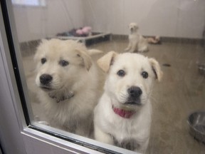 Three puppies and their mother were siezed last year after a complaint was filed that the dogs had inadequate shelter from the cold.