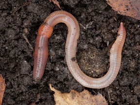 The common earthworm doesn't an excellent job of amending your soil.