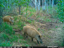 Wild pigs captured by a trail camera near Barrhead. 