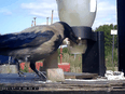 A crow is trained to pick up cigarette butts in Taby, near Stockholm, Sweden, in this screengrab taken from video Februay 1, 2022.