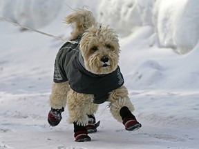A frosty-faced mini golden doodle named "Joey" takes a walk in Victoria Park on Thursday February 3, 2022 with his human Sharon Ehrman.
