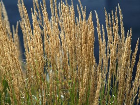 'Karl Foerster' feather reed grass is a popular choice for ornamental garden grasses.