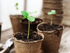 Baby plants need to be hardened off for a successful transition from indoors to outside planting.