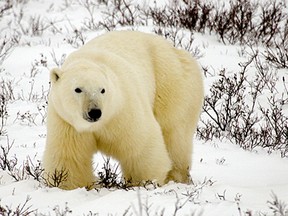 Main Classic Canadian Tours Bears