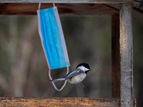 A chickadee feeds at a bird feeder in Edmonton's Hawrelak Park on Monday, March 21, 2022. Avian flu experts say people should remove bird feeders right now as a precaution.