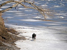 A dog walks on the thin ice of the North Saskatchewan River at Terwillegar Park on Friday, April 16, 2021.