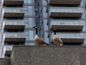 A pair of geese look around from their perch atop Enterprise Square in downtown Edmonton on Wednesday,March  23, 2022 .