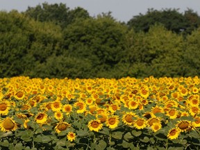 Sunflowers, the national flower of Ukraine, are seen on a field near the village of Grebeni, Ukraine.