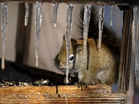 A squirrel peers between some icicles hanging from a bird feeder at Hawrelak Park in Edmonton on Monday March 7, 2022. (PHOTO BY LARRY WONG/POSTMEDIA)