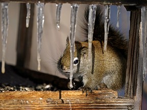 A squirrel peers between some icicles hanging from a bird feeder at Hawrelak Park in Edmonton on Monday March 7, 2022.