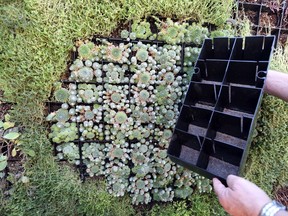 A vertical garden can be achieved with several approaches, plastic grids on a frame are just one option.