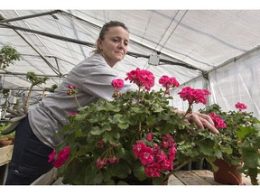 Geraniums in one of the Sherwood Drive greenhouses.