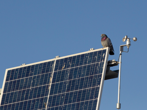 A pigeon exploits the upper edge of a solar panel at Saint Kateri Catholic School in Grande Prairie as a perch. The bird, like the panel beneath it was trying to soak up some of the sun’s rays