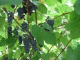 A valiant grape vine at Greeland Garden Centre.