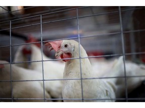 A small backyard poultry flock in Kelowna, B.C., has tested positive for avian flu, the second known outbreak of the disease among flocks in British Columbia. (file photo)