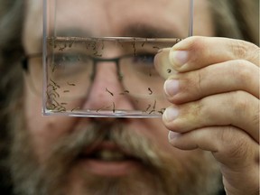 City of Edmonton pest management coordinator Mike Jenkins holds mosquito larvae as he speaks to the media about the city's 2019 mosquito management program on April 17, 2019.