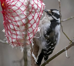 A woodpecker feeds at Hawrelak Park in Edmonton on April 14, 2022. Photo by Larry Wong
