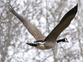A Canada goose takes flight in Edmonton on Thursday April 14, 2022.