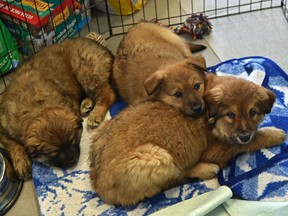 Event of the Day Adopt a Pet