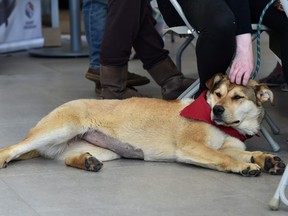Event of the Day Adopt a Pet