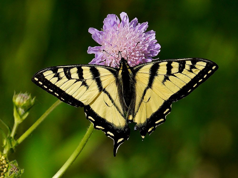 A Western Tiger Swallowtail butterfly feeds on some flower nectar in Edmonton on the first day of summer in 2021.