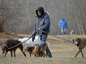 Dog walker Ron Cutler takes his canine friends for a walk at Terwillegar Park in Edmonton on Thursday April 14, 2022.