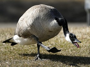 A Canada goose threatens a photographer who got too close for comfort at Hawrelak Park in Edmonton on Thursday April 7, 2022.