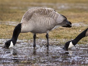 A pair of Canada geese search for food in puddles of water at Gallagher Park on Monday,April  4, 2022 in Edmonton.