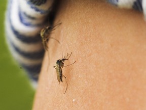 Edmonton city council voted on Monday, April 4, 2022, to eliminate Edmonton's aerial mosquito spraying program.
