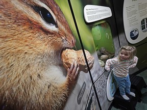 Molly Beckhuson (3) sizes up a wall mural at the John Janzen Nature Centre in Edmonton on Wednesday April 13, 2022. After being closed for two years, the nature centre has officially re-opened with more than $340,000 in renovations.