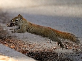 A squirrel scampers across a road