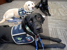 Cajun, front, an accredited facility dog, joins Fletcher, middle, and Captain as the newest member of the Zebra Child Protection Centre's VIP (Very Important Paws) program in Edmonton on Friday, April 29, 2022.
