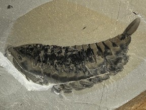 A Leancholid fossil discovered in the Burgess Shale in 2014. A Quebec resident has been fined $20,000 for taking 45 fossils from three national parks in the Rocky Mountains, including an internationally known fossil site.