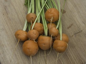 Miniature vegetables that can be grown in containers are growing in popularity.