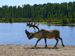 FILE PHOTO - Woodland caribou walking near lake water.   The boreal woodland caribou[1] also known as woodland caribou, woodland caribou (boreal group), forest-dwelling caribou, Rangifer tarandus caribou  Getty.