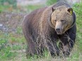 Grizzly No. 136, known as Split Lip, in Banff National Park.