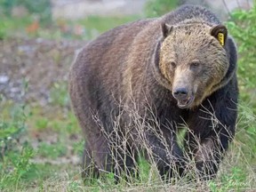 Grizzly No. 136, known as Split Lip, in Banff National Park.