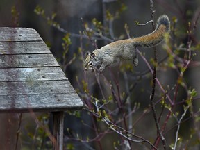 A flying squirrel leaps through the air toward a bird feeder from a tree branch, landing on the ledge to get his prize of some seeds to munch on at Hawrelak Park in Edmonton, May 9, 2022.