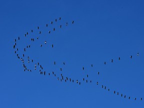 The unmistakable sound the cranes make, you can't help but stare skyward as a group of them fly in formation, heading north from Edmonton, April 28, 2022. Ed Kaiser/Postmedia