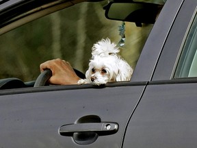 یک سگ در روز چهارشنبه 11 مه 2022 با انسان خود در جنوب غربی ادمونتون سواری می کند.