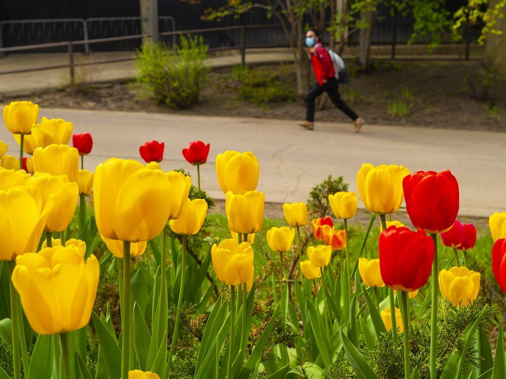 Tulips bloom outside the Agriculture-Forestry building at the University of Alberta on Wednesday, May 18, 2022 in Edmonton. 