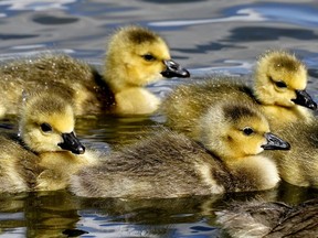 A gaggle of goslings swim blissfully at Hawrelak Park in Edmonton on Friday May 20, 2022.