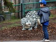 A young visitor to the Edmonton Valley Zoo checks out a large scale Lego Snow Leopard sculpture on display at the zoo, Friday May 6, 2022. The sculpture is part of the zoo's Nature Connects exhibition from artist Sean Kenney.