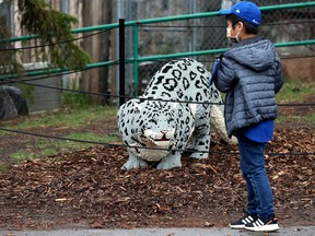 A young visitor to the Edmonton Valley Zoo views a large-scale Lego Snow Leopard sculpture on display at the zoo, Friday, May 6, 2022. The sculpture is part of the zoo's Nature Connects exhibit by artist Sean Kenney.  Photo by David Bloom