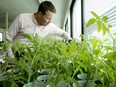 Theo Dykstra waters tomato plants at Thorsby Junior-Senior High School.