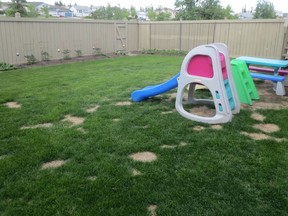 Supplied ::: CAPTION: This large yard is quite bare, accented by patches of dead grass courtesy of the family dog.