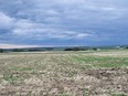 Drought-stricken farmers in southern Alberta have received some relief this week with their first major rainfall of the year. The difference in the early growing season is clear on Sean Stanford's canola crop near Magrath, Alta. The top righthand corner of the field is on irrigation, the rest dryland.