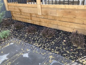 Barbarry bushes in an Edmonton courtyard facing west.
